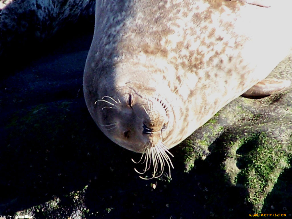 seals, , , , , 